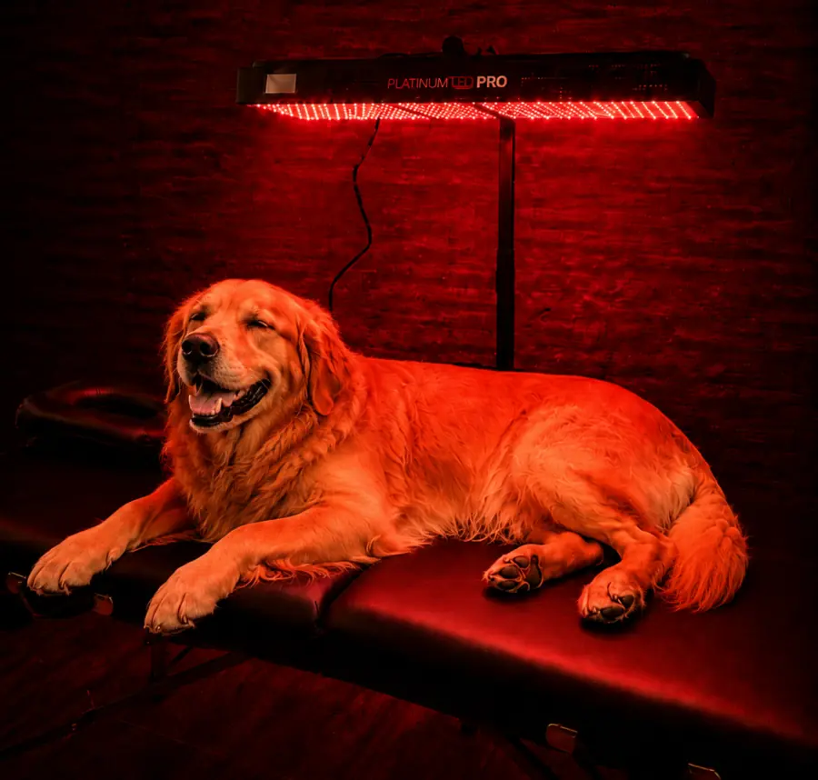 red light therapy for dogs in east hanover nj